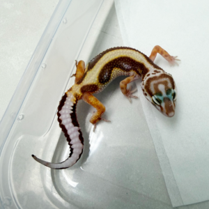 B261099 Gecko Tremper Bold Stripe jantan