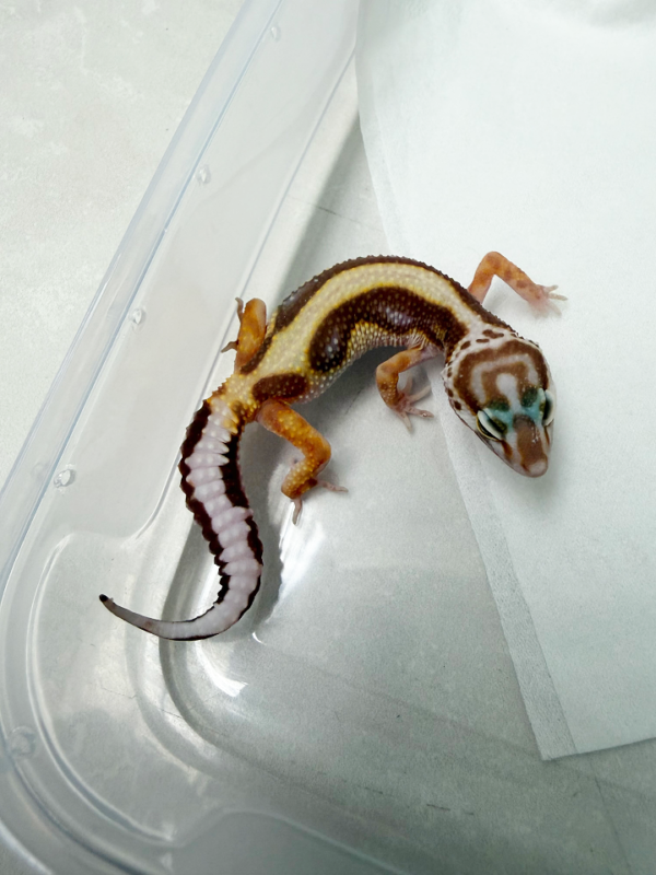 B261099 Gecko Tremper Bold Stripe jantan