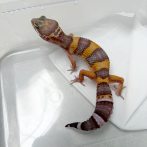 B261100 Gecko Tangerine Chocolate betina B261100 Gecko Tangerine Chocolate betina