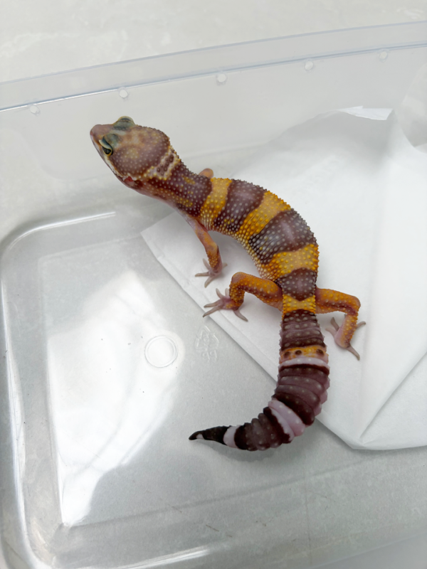 B261100 Gecko Tangerine Chocolate betina