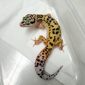 B261101 White & Yellow Jungle het Tremper B261101 White & Yellow Jungle het Tremper