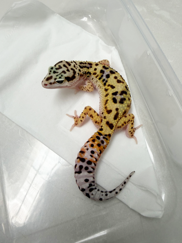 B261101 White & Yellow Jungle het Tremper