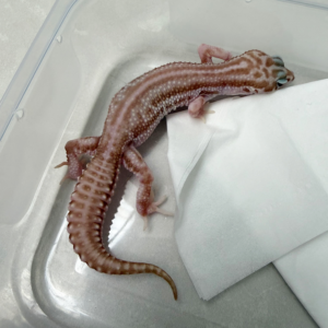 B261102 Gecko Black Night Super Snow Tremper B261102 Gecko Black Night Super Snow Tremper