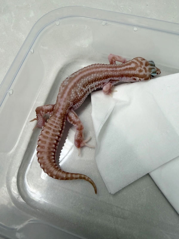 B261102 Gecko Black Night Super Snow Tremper