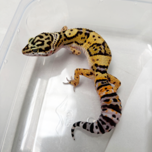 B261103 Tangerine het Tremper betina B261103 Tangerine het Tremper betina