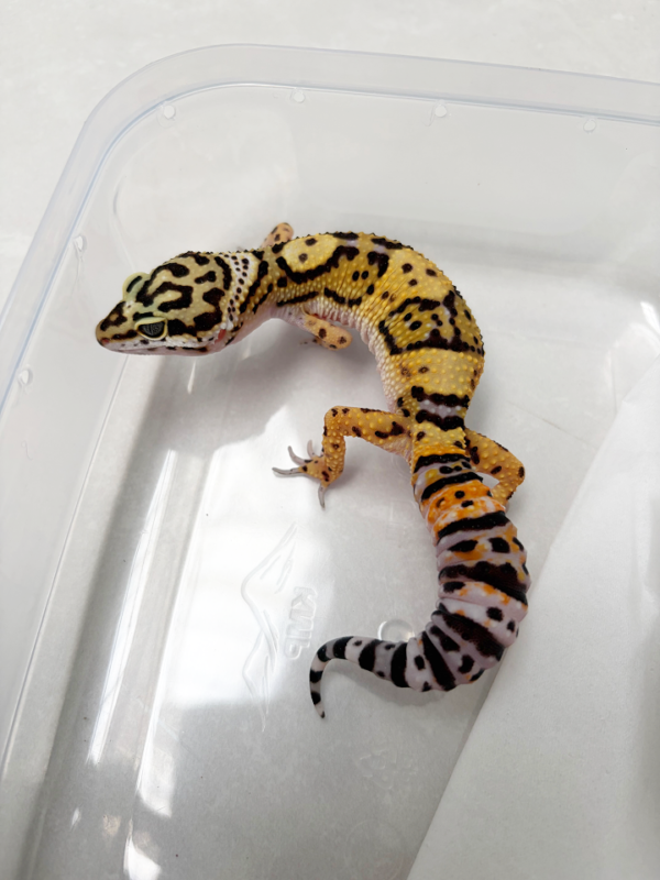 B261103 Tangerine het Tremper betina
