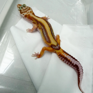 B261104 Gecko Tremper Bold Stripe betina B261104 Gecko Tremper Bold Stripe betina