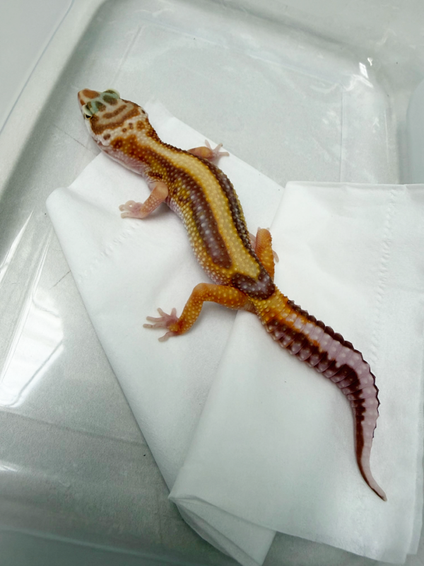 B261104 Gecko Tremper Bold Stripe betina