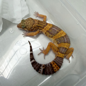B261105 Gecko Tangerine Chocolate jantan