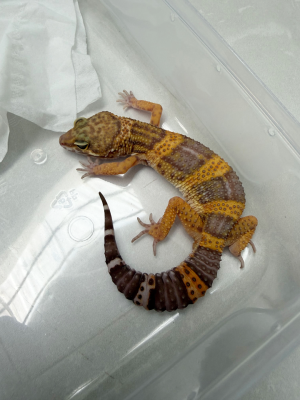 B261105 Gecko Tangerine Chocolate jantan