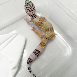 B261106 Gecko Hypo TUG Snow betina B261106 Gecko Hypo TUG Snow betina