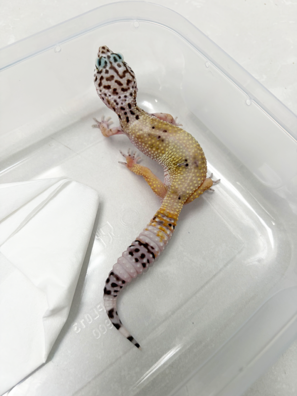 B261106 Gecko Hypo TUG Snow betina