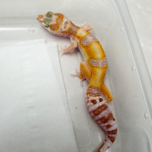 B261109 Gecko White & Yellow Tremper Albino