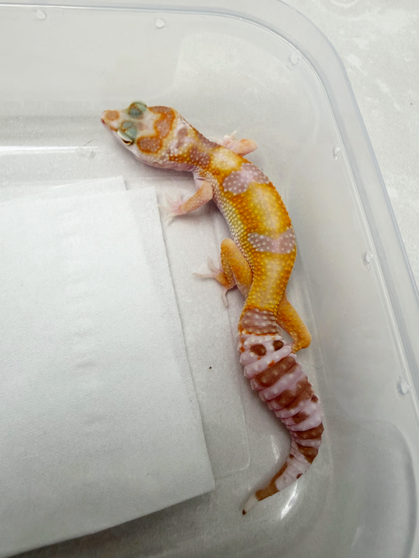 B261109 Gecko White & Yellow Tremper Albino