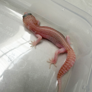B261110 Gecko Pied Super RAPTOR jantan