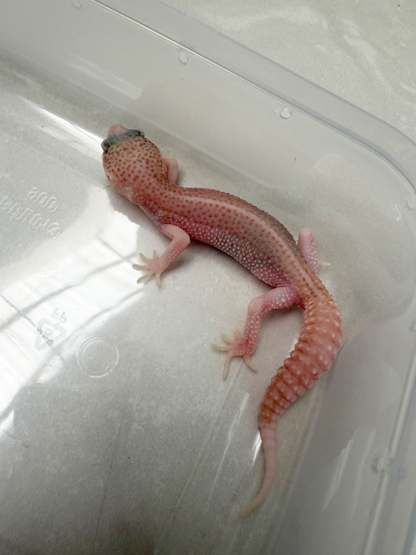 B261110 Gecko Pied Super RAPTOR jantan