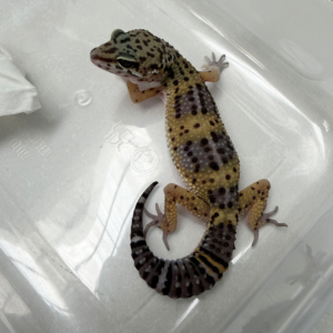 B261111 Gecko Black Night ph Bell betina