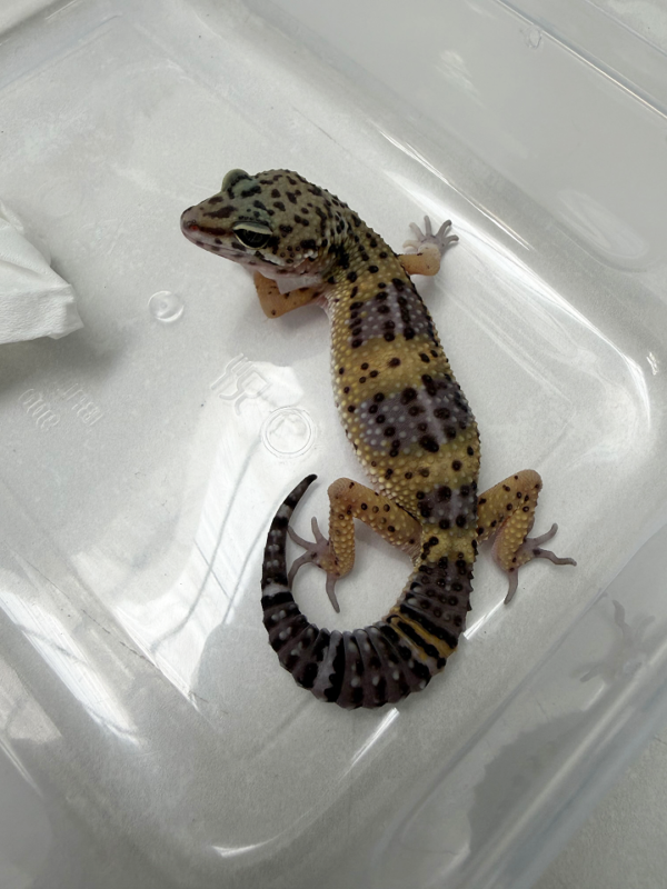 B261111 Gecko Black Night ph Bell betina