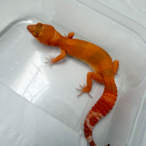 B261112 Gecko Sunglow het RAPTOR bahan kontes