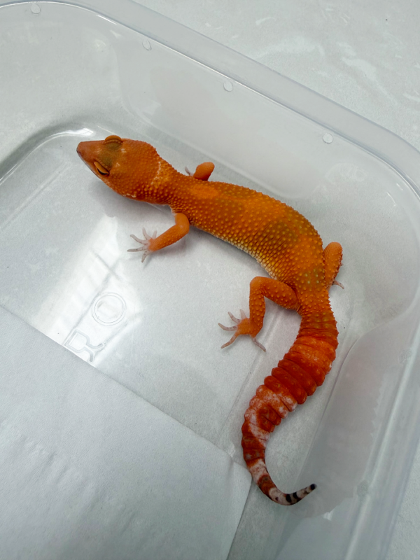 B261112 Gecko Sunglow het RAPTOR bahan kontes