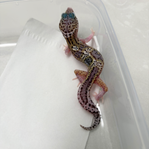 B261113 Gecko Mack Snow Eclipse BN Cross