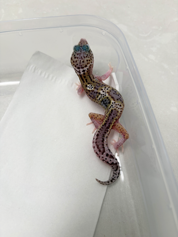 B261113 Gecko Mack Snow Eclipse BN Cross