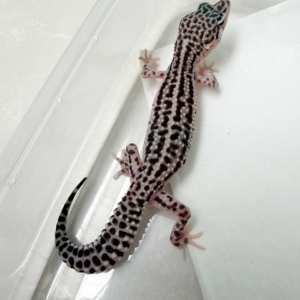 B261115 Gecko Snow Storm ph RAPTOR betina