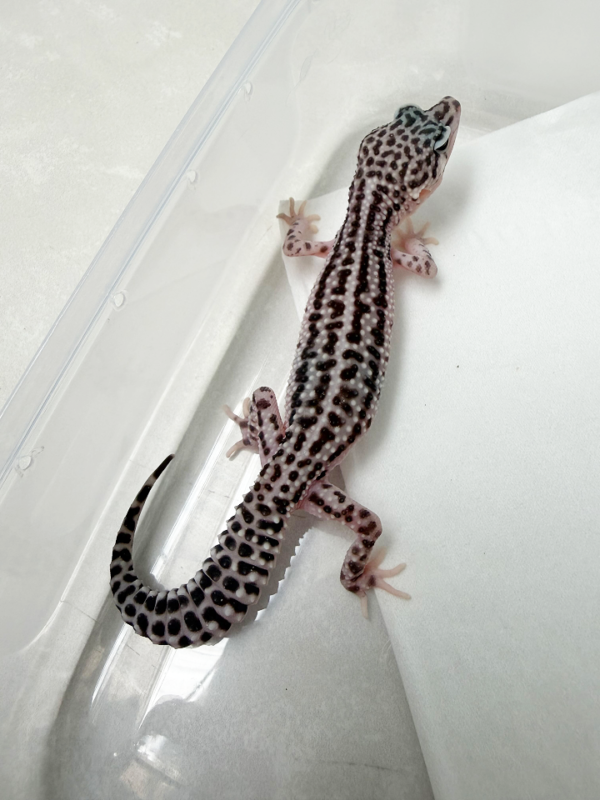 B261115 Gecko Snow Storm ph RAPTOR betina