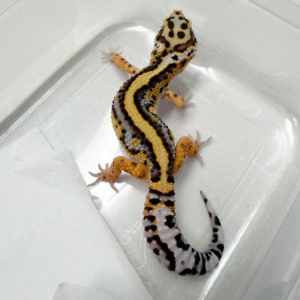 B261116 Gecko Tangerine Bold Stripe jantan