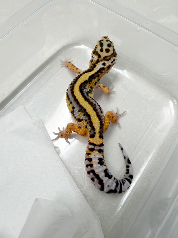 B261116 Gecko Tangerine Bold Stripe jantan