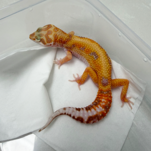 B261118 Gecko Tremper Lavender Red Stripe betina