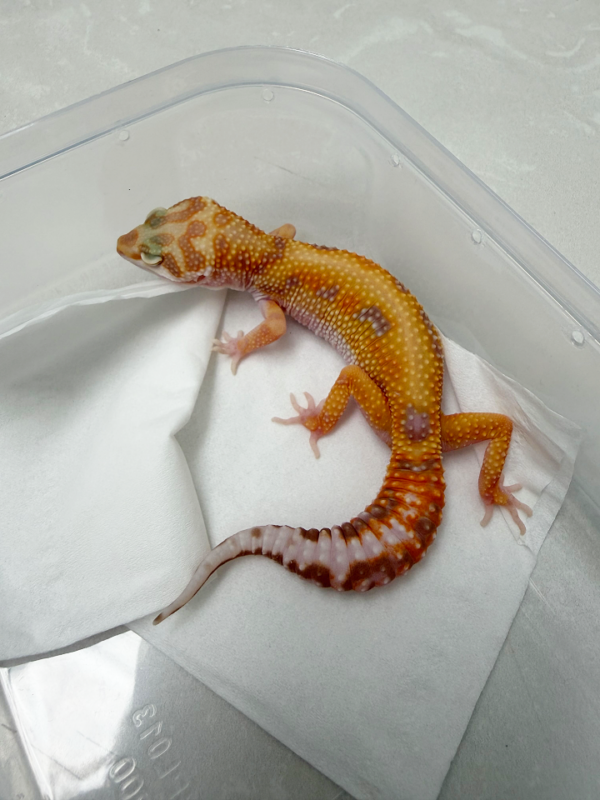 B261118 Gecko Tremper Lavender Red Stripe betina