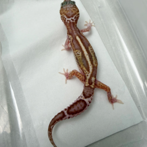 B261120 Gecko Mack Snow RAPTOR BN Cross jantan