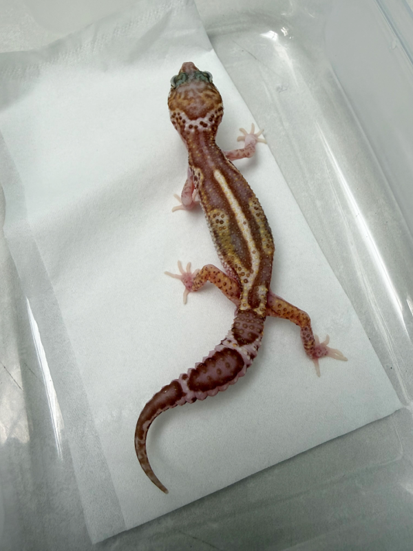 B261120 Gecko Mack Snow RAPTOR BN Cross jantan