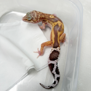 B261121 Gecko Black Night RAPTOR betina