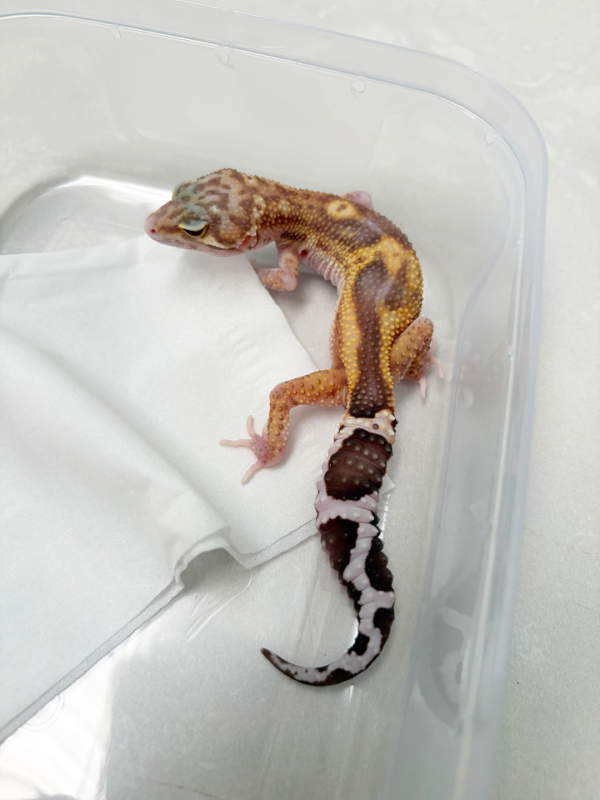 B261121 Gecko Black Night RAPTOR betina