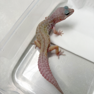 B261122 Gecko Cotton Black Night Cross