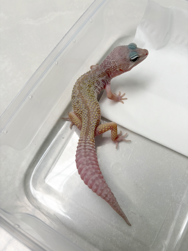 B261122 Gecko Cotton Black Night Cross