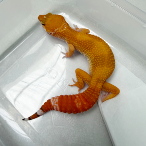 B261123 Gecko Sunglow betina