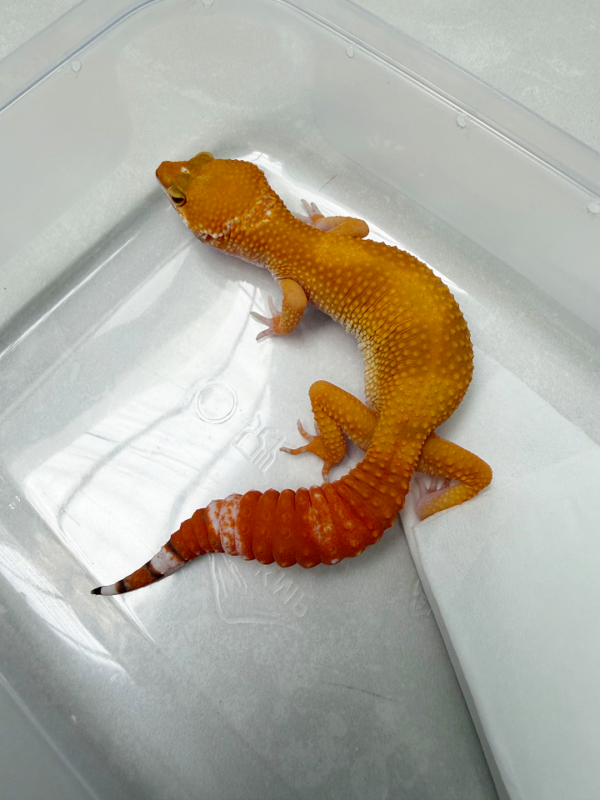 B261123 Gecko Sunglow betina