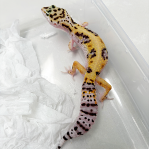 B261124 Gecko White & Yellow ph RAPTOR betina