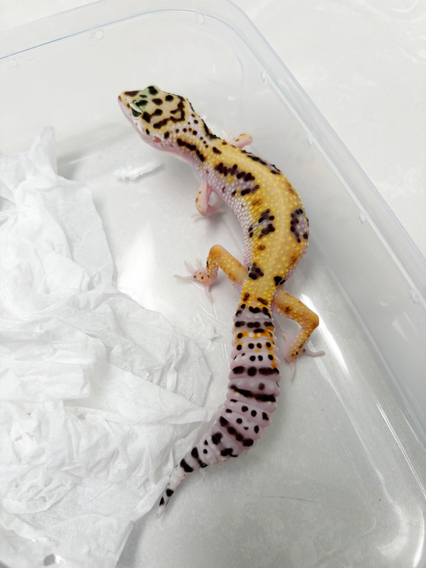 B261124 Gecko White & Yellow ph RAPTOR betina