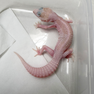 B261125 Gecko Super Pied Tremper Albino betina