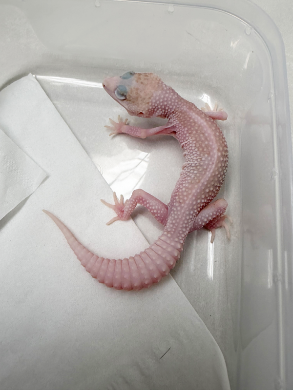 B261125 Gecko Super Pied Tremper Albino betina
