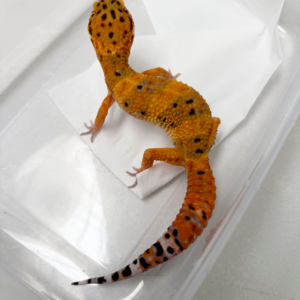 B261126 Hypo Tangerine CT jantan nice color