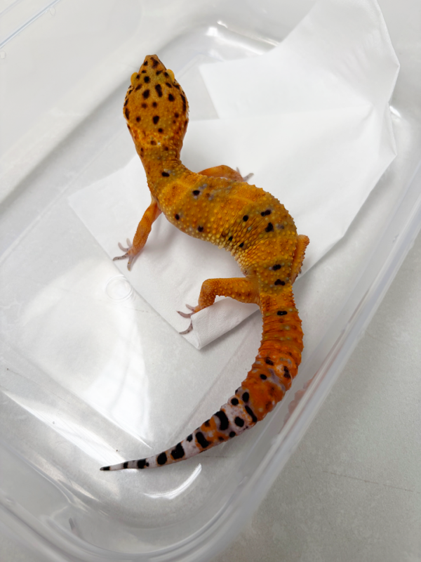 B261126 Hypo Tangerine CT jantan nice color