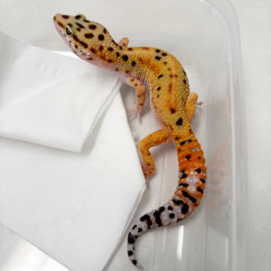 B261127 Gecko Emerine het Tremper betina