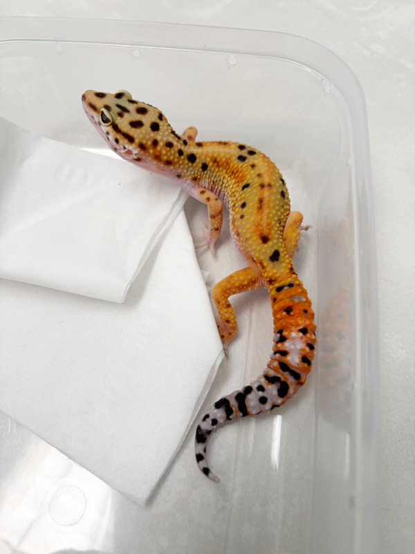 B261127 Gecko Emerine het Tremper betina