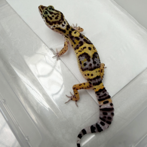 B261128 Gecko Tangerine Black Night Cross