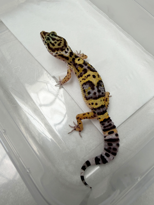 B261128 Gecko Tangerine Black Night Cross